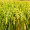 9398506-rice-plant-in-rice-field-stock-photo-thailand
